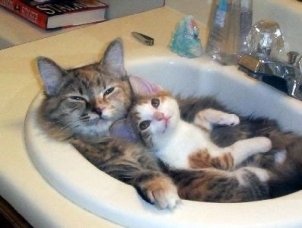 kitty cuddles